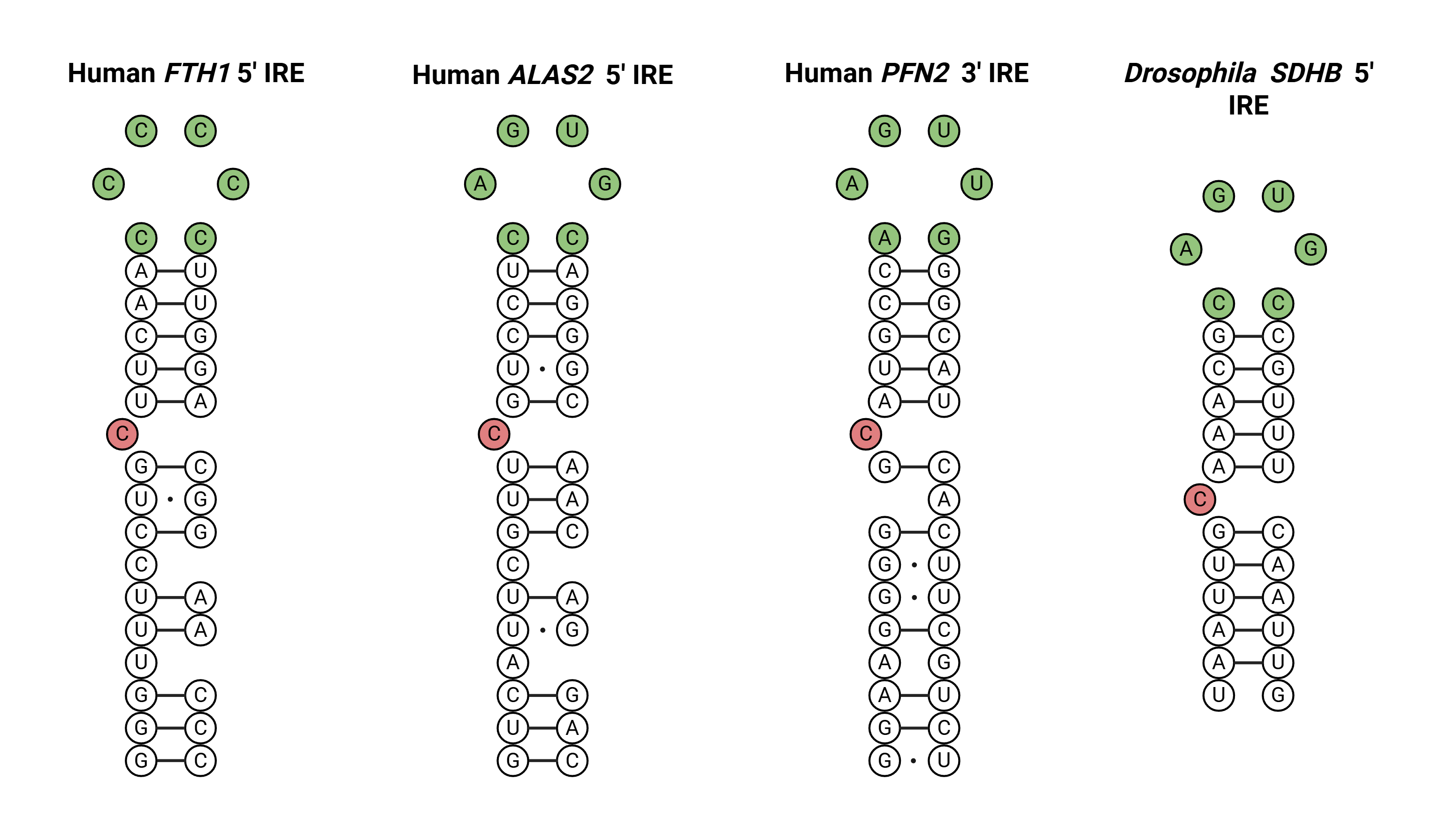 Iron-responsive element structure