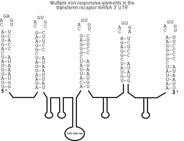 Transferrin-receptor mRNA structure