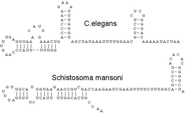 Trans-splicing structure examples